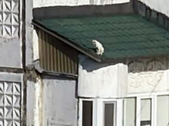 Пожарные выручили кота, застрявшего на козырьке высотного дома