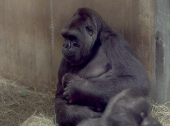 Трогательный поцелуй редкой гориллой новорожденного детеныша сняли на видео