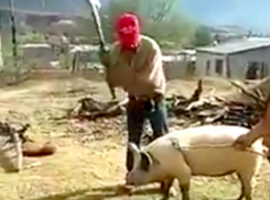 Украинец пытался забить свинью топором, но едва не убил себя: курьезное видео