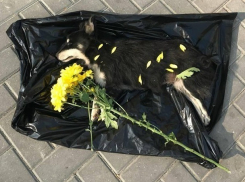 Труп отравленной собаки с траурными цветами принесли к примэрии Кишинева