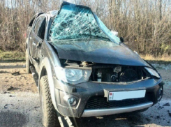 Кабан атаковал внедорожник на трассе в Дубоссарском районе