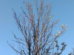 Аномальная зима с резкими скачками температуры и давления оказалась опасной для многих граждан Молдовы