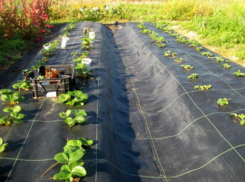 Дождливая погода не дает фермерам провести обработку клубничных плантаций