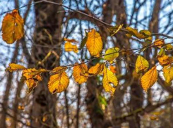 В четверг в Молдову вернется лето? 