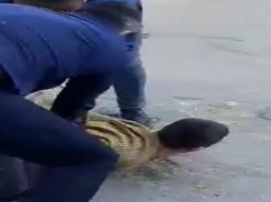 Серию ограблений автомобилей в Кишиневе совершила банда уголовников с «умным» прибором