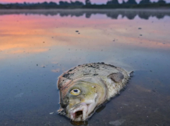 Экокатастрофа под Кишиневом: В Данченском озере погибли сотни килограммов рыбы