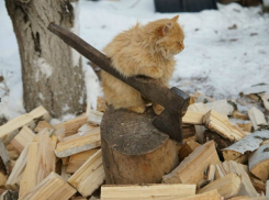 Двое заключенных провернули аферу с дровами на тысячи лей