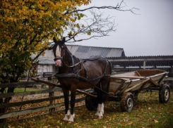 Между жизнью и смертью оказался врезавшийся в телегу с лошадью школьник на велосипеде в Рышканах