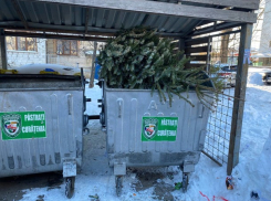 Не выбрасывайте елки в мусорные баки! Примэрия обратилась к жителям столицы