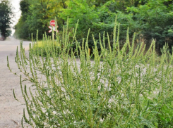 Тихий яд августа: Как амброзия превращает улицы в зону риска