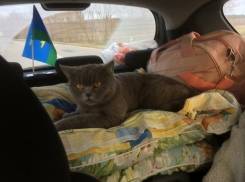 Любимая жена-молдаванка или кошка: таможенники поставили белоруса перед сложным выбором