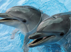 Министерство окружающей среды: Открытие дельфинария не противоречит закону