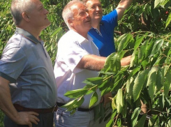 Додон публично высмеял Дьякова с его «черешней для России»