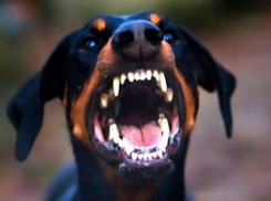 В Кишиневе женщину на прогулке покусала собственная собака