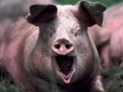 Бешеных лису, свинью, кошку и корову уничтожили в Молдове