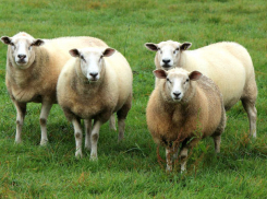 «Захват в плен» натовских солдат румынскими овцами попал на видео