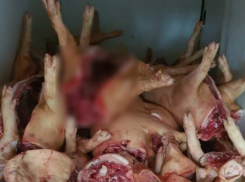 Пять тонн опасной свинины конфисковали в Кишиневе