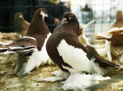 Сотни гостей и десятки пород: в Сороках прошла выставка птиц и животных