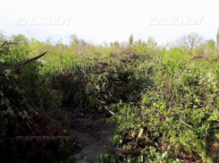 Пожары в Кишиневе могут спровоцировать склады упавших во время апрельской бури деревьев