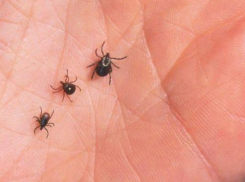 Клещи в Молдове активизировались раньше привычного срока