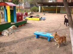 Скандал в столичном детсаду: «Под угрозу поставлена жизнь детей и воспитателей»