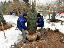 Надеюсь, что хотя бы этот жест не будет подвергнут критике, - Сильвия Раду о новых елях