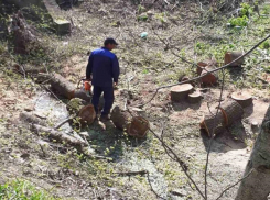 Соцсети: под Новыми Аненами водоканал пилит здоровые деревья и провоцирует оползни