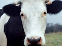 Ночь в медвытрезвителе Бендер провела корова-беглянка