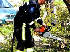 Сотни поваленных при разгуле апрельского бурана деревьев и столбов остались на земле