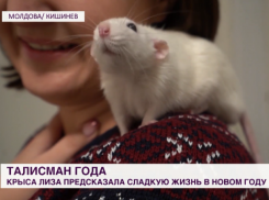 Что предсказала крыса в отношении будущего Молдовы