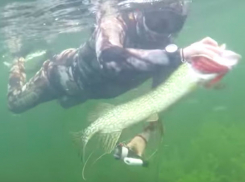 Опубликовано уникальное видео удачной погони Путина за хитрой щукой