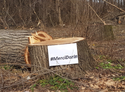 На Рышкановке по авторизации от Влада Котеца вырубили здоровые деревья