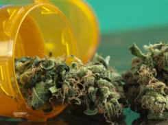 Крупнейшая партия марихуаны в Молдове: 40+ кг изъято на ферме в Новых Аненах