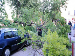 Владелец поврежденного упавшей веткой автомобиля проиграл суд “Зеленому хозяйству”