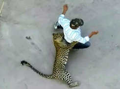 Нападение разъяренного леопарда на мужчину на улице сняли на видео