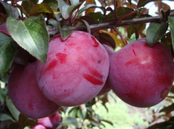 Немцы советуют Молдове увеличить экспортную квоту на молдавские сливы