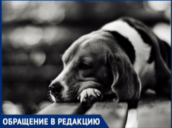 В Отачь живодер таскает щенка в кульке за 25 бань, а люди боятся сделать замечание