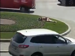 Мужчина в плавках открыл пляжный сезон, расположившись на лужайке в Кишиневе: шок-видео 