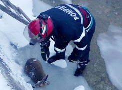 Замерзшего симпатичного олененка спасли из ледяного плена в Сучаве 
