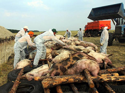 Массовое истребление свиней в Молдове вызвала зараза, завезенная из Украины 