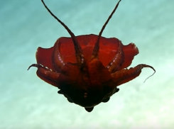 Неизвестное науке морское чудовище бордово-красного цвета обнаружили у берегов США