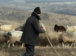 Два пастуха устроили жестокую драку в Каушанском районе