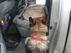 Собака обнаружила контрабанду у румына в Скулянах