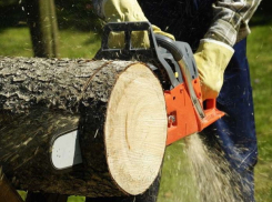 Все ради наживы? В Кишиневе спилили красивейшие ели и березы