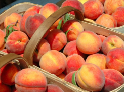 Персики в этом году мельче и позже поспели