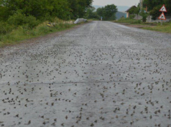 Мириады лягушек вышли на дороги после ливней в Унгенском и Фалештском районах