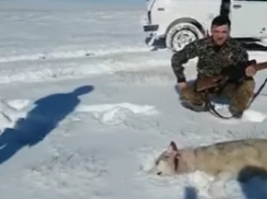 Застреленный волк набросился на охотника, который его пнул: жуткое видео