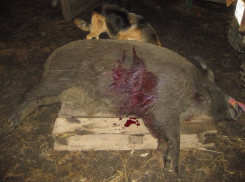 Охотник пристрелил кабана в Сынжерее, чтобы порадовать гостей дичью в свой день рождения 