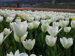 В пятницу в Молдову ненадолго заглянет лето