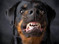 Шок в Днестровске - большой пес напал на 13-летнюю девочку с терьером